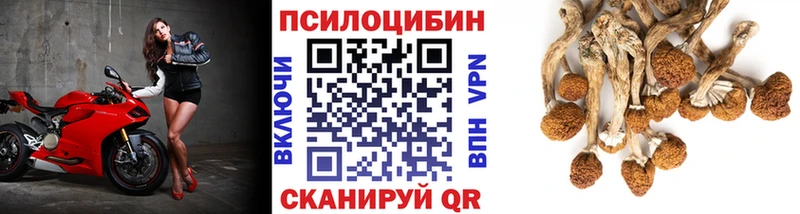 площадка как зайти  Спасск-Дальний  Галлюциногенные грибы Psilocybe 